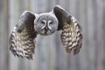 Owl