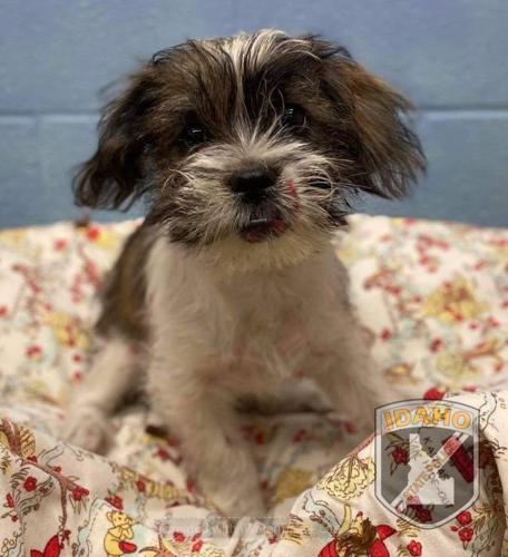 State police investigating after stolen puppy was tossed from moving ...
