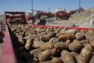 potato harvest (copy)
