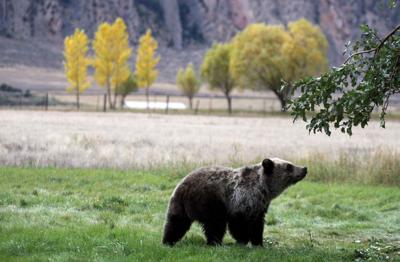 grizzly