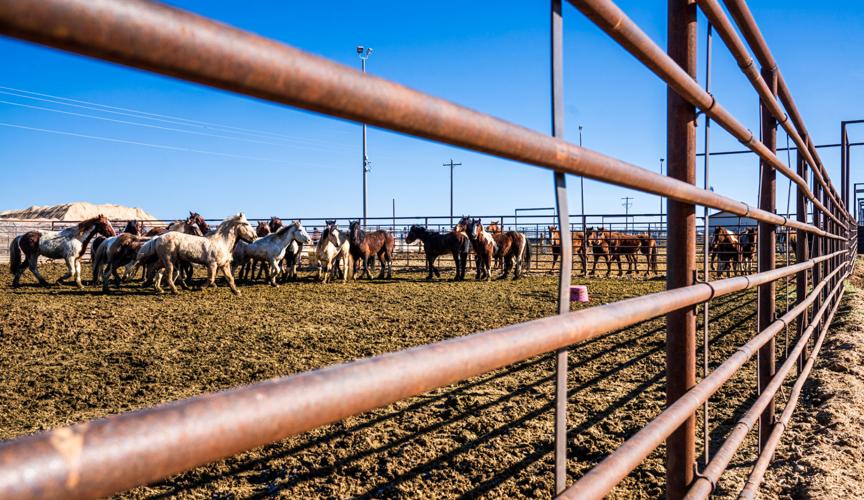 BLM Wild Horses-11.jpg