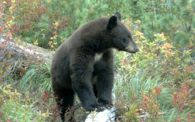 Black bear