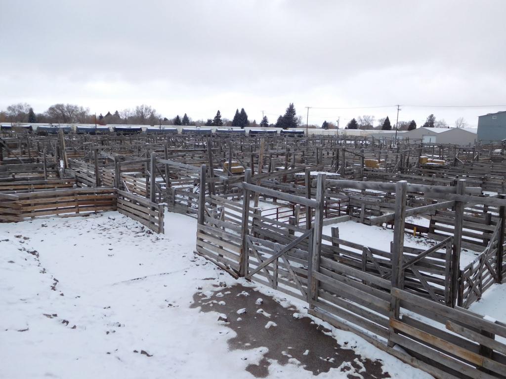 Idaho Falls Livestock Auction Going Going Gone Local