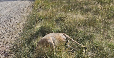 Mule deer poached