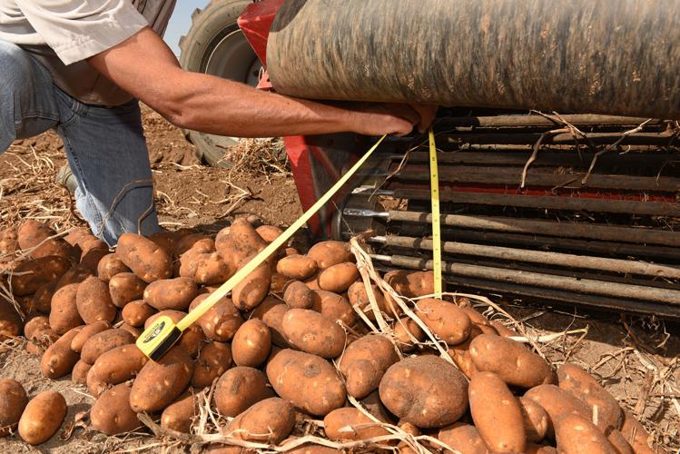 POTATO HARVEST 2