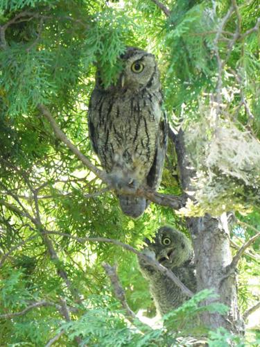 western screech-owls (female and young) by Terry Rich.jpg