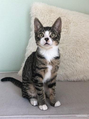 Whiskers-of-the-Week