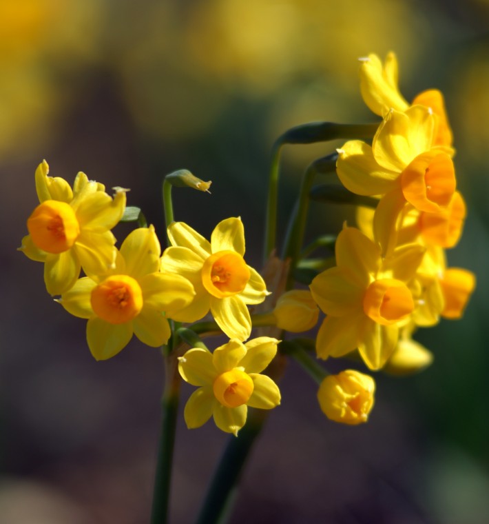 Daffodil Hill Heralds Spring in Livermore