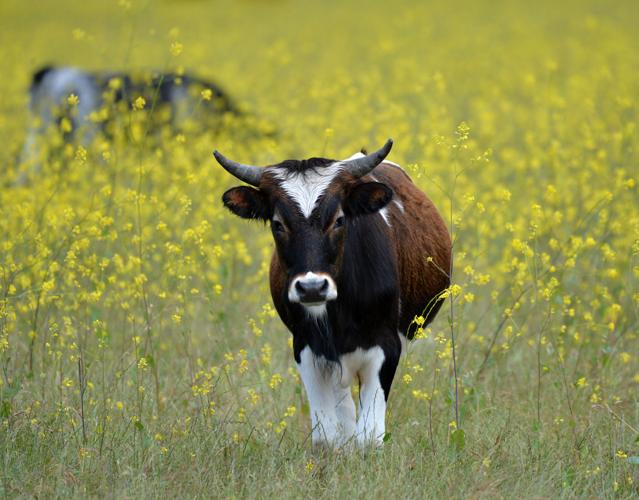 Wild Mustard in North Livermore