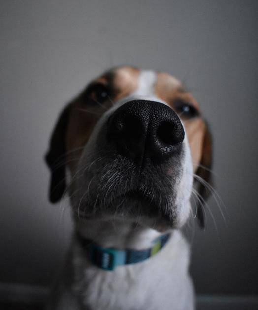 Pet Adoptions And Rescues Clearing Out County Shelter News