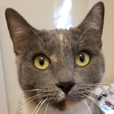 Juniper