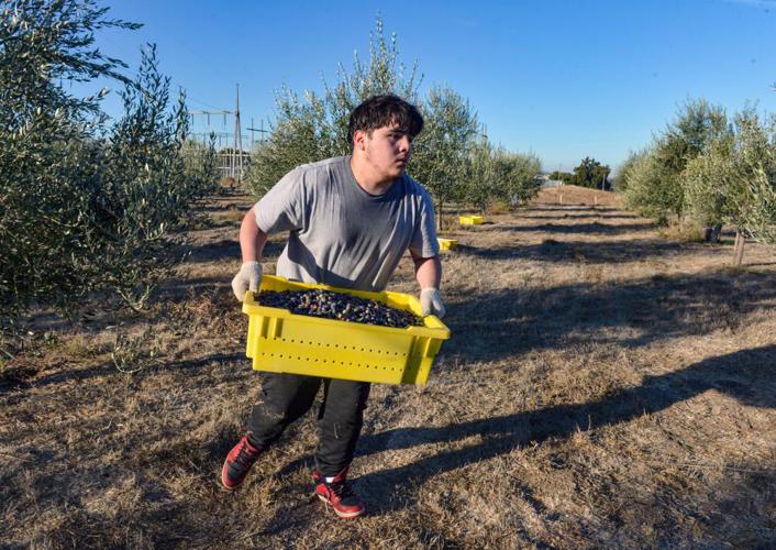 Olive Oil Production A Hidden Gem Thriving in the Livermore Valley