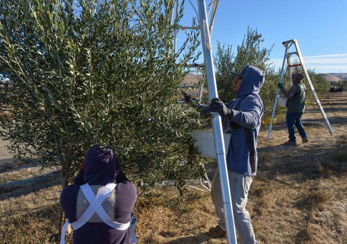 Olive Oil Production A Hidden Gem Thriving in the Livermore Valley