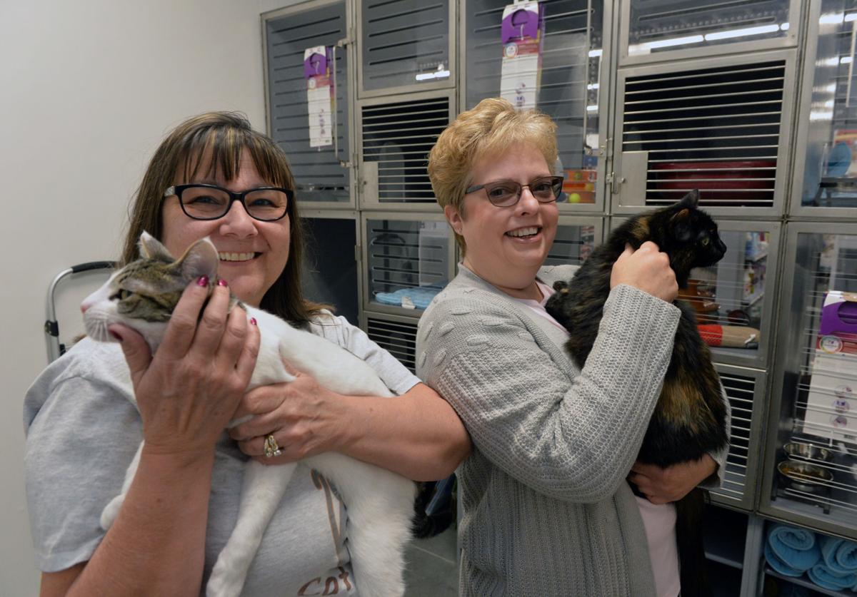 Kitten Shower Planned By Rescue Group Community News