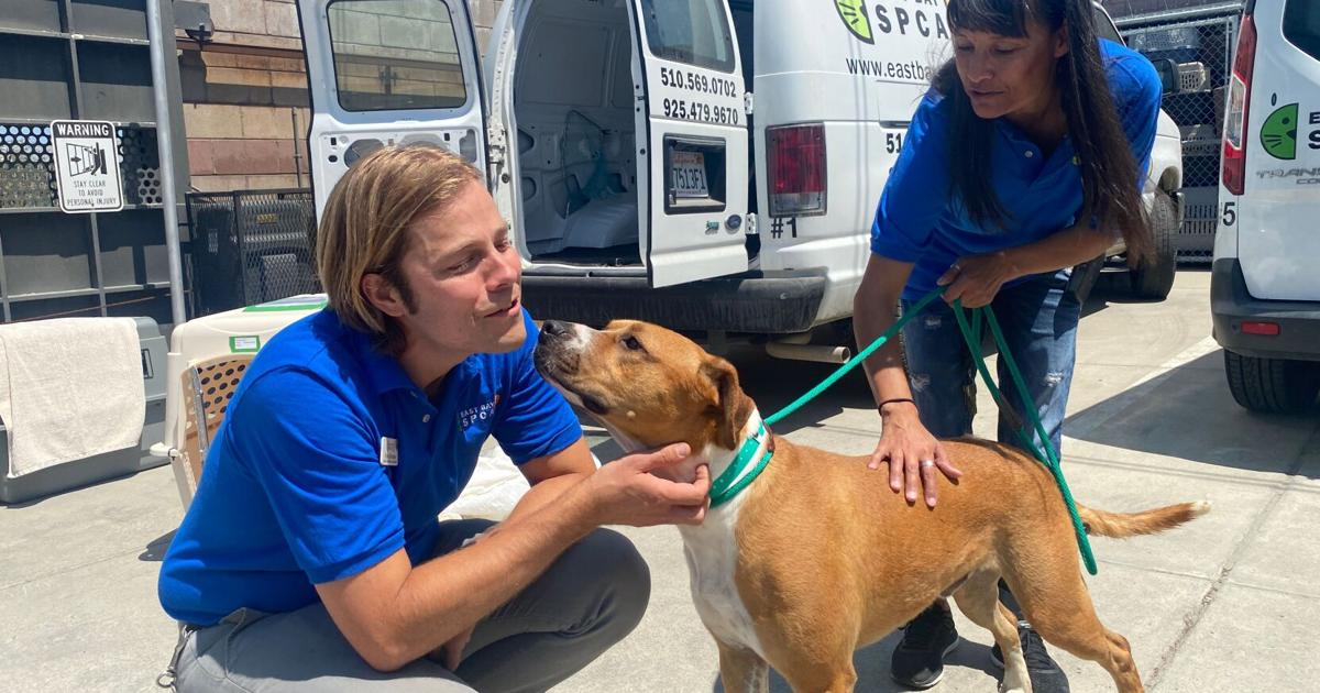 Airlifted Oklahoma Dogs Arrive in Bay Area for Adoption | News |  