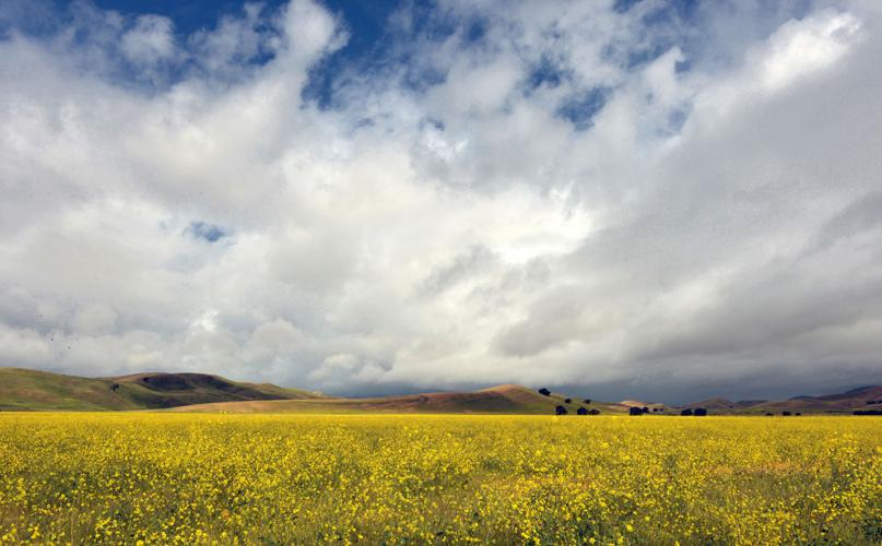 Wild Mustard in North Livermore