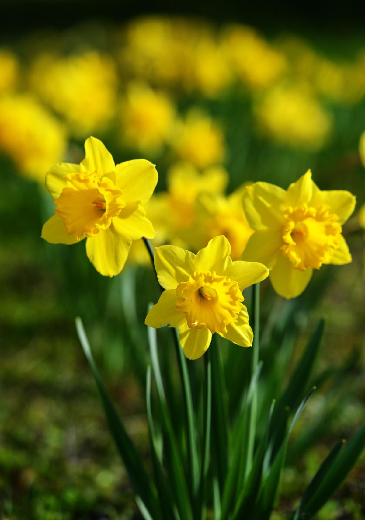 Daffodil Hill Blooms in Livermore