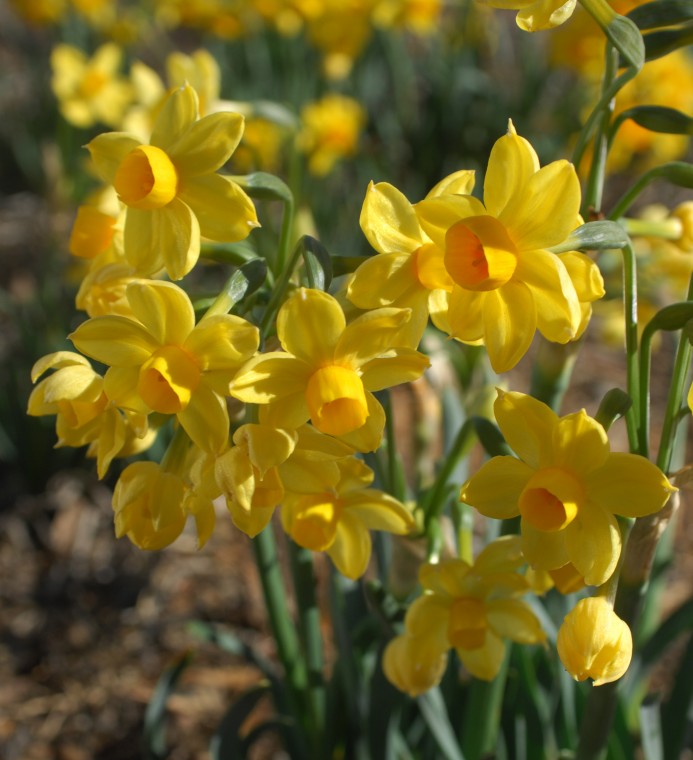 Daffodil Hill Heralds Spring in Livermore