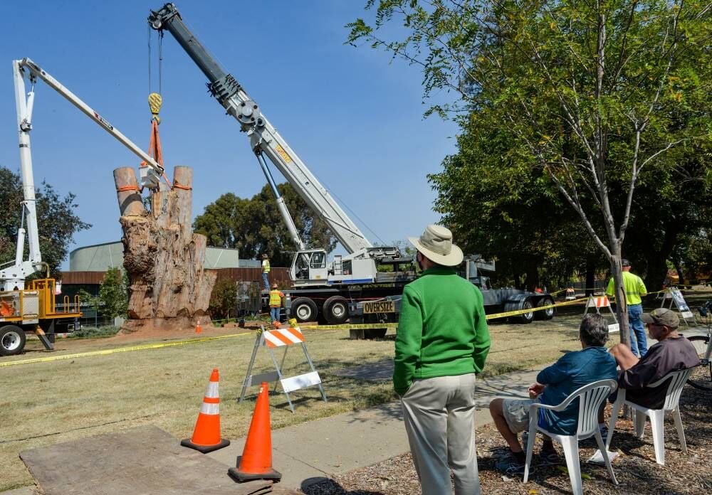 Pleasanton to Build Memorial Benches from Downed Historic Tree News