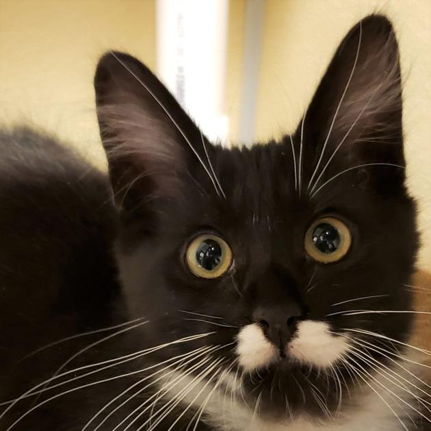 Gryffindor Pet Of The Week Independentnews Com Koals are very cute animals, and their face has innocent kind of expression, which just enhances rabbits are small cute herbivorous mammals that are some of the most popular pet animals on earth. gryffindor pet of the week