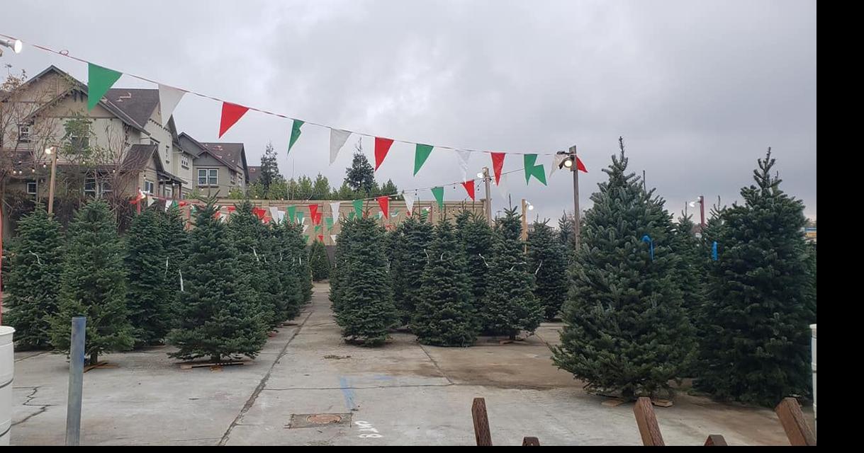 Vallejo Ca Boy Scouts Christmas Tree Pickup 2022 Scouts Planning For Online Livermore Christmas Tree Sales | Community News  | Independentnews.com
