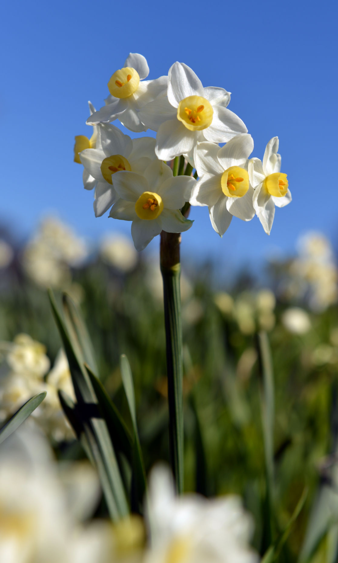 Daffodil Hill Blooms in Livermore