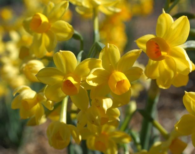 Daffodil Hill Heralds Spring in Livermore