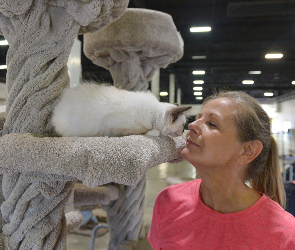 County Fairgrounds Hosts Cat Extravaganza, Rescue Event