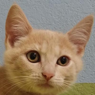 Tupelo