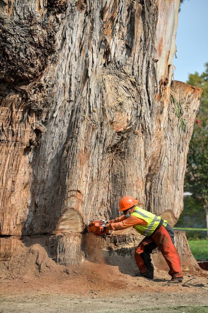 Pleasanton to Build Memorial Benches from Downed Historic Tree News