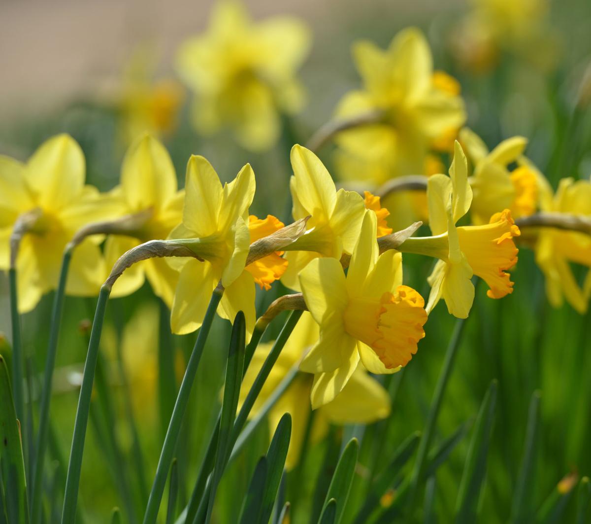 Daffodil Hill Blooms in Livermore