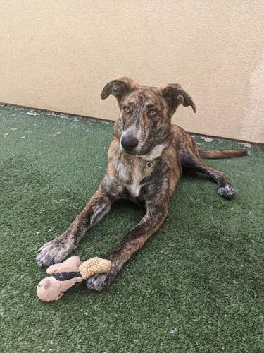 Goliath - Pet of the Week, Valley Humane Society.jpg
