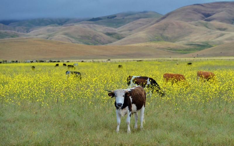 Wild Mustard in North Livermore