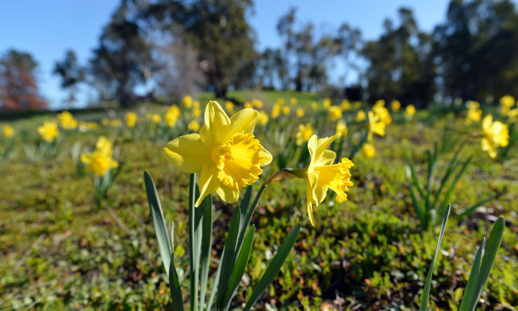 Daffodil Hill Blooms in Livermore