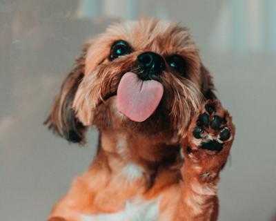 Pup Puppy Dog Paws Tamas Pap Unsplash.jpg