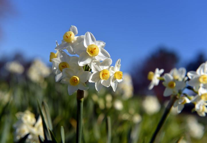Daffodil Hill Blooms in Livermore