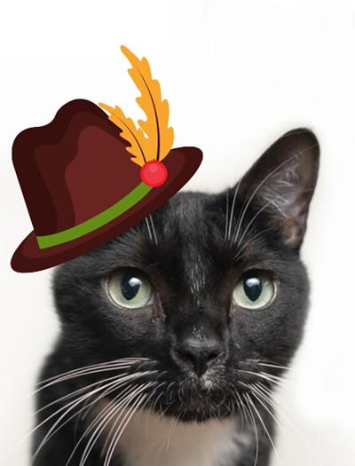 Catoberfest Aims To Find Forever Homes For Felines Community News Independentnews Com