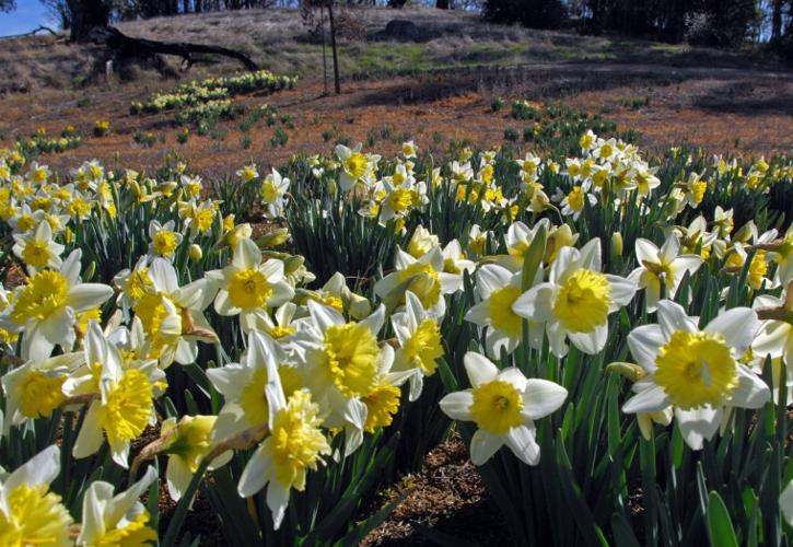 Daffodil Hill Heralds Spring in Livermore