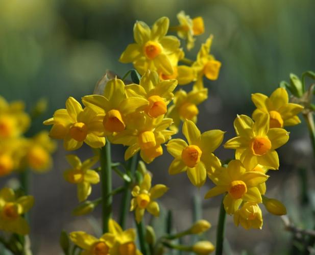 Daffodil Hill Heralds Spring in Livermore