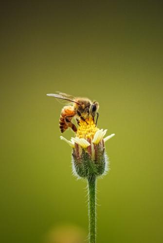 Bee Bug Neonicotinoid Garden Pesticide Ankith Choudhary Unsplash.jpg