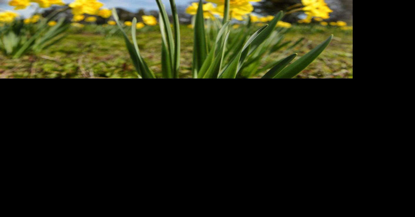 Daffodil Hill Blooms in Livermore