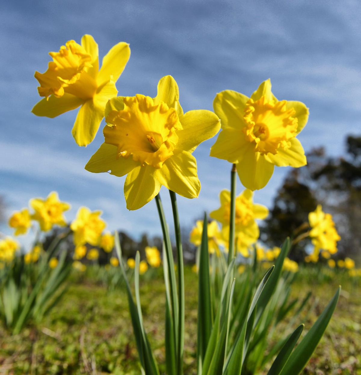 Daffodil Hill Blooms in Livermore