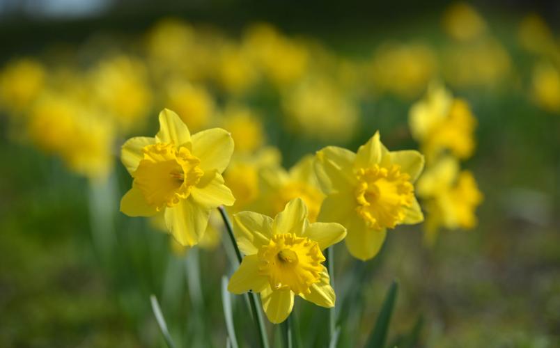 Daffodil Hill Blooms in Livermore