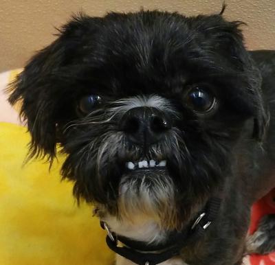Bosley