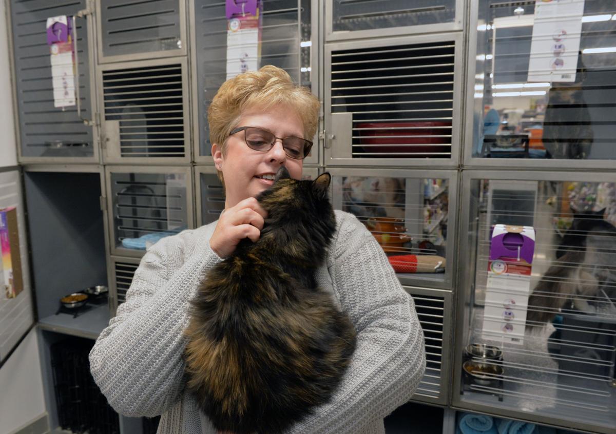Kitten Shower Planned By Rescue Group Community News