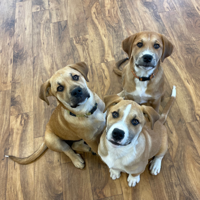 Tree-o of Puppies, Pet of the Week Valley Humane Society.png