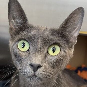 Magical Tinkerbell | Pet Of The Week | independentnews.com