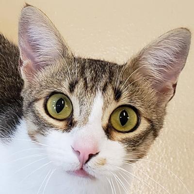 Pet of the Week - Theo.jpg