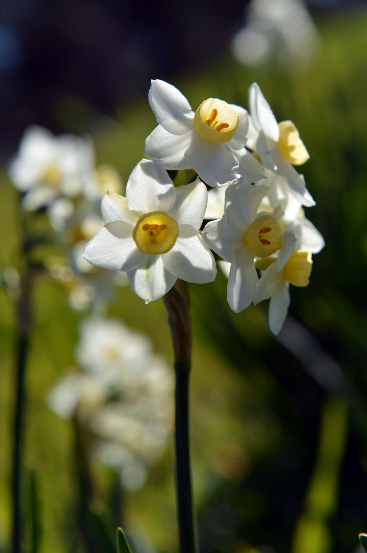 Daffodil Hill Blooms in Livermore