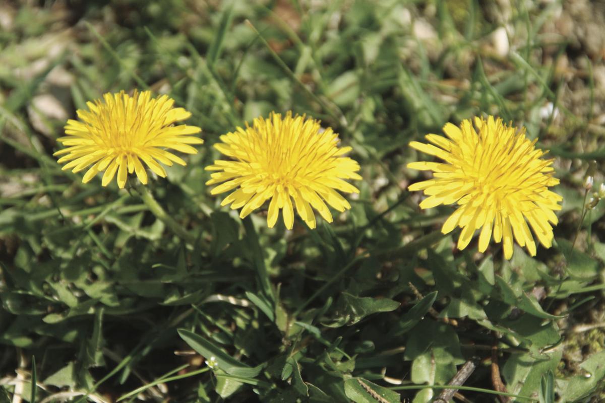 What to do with the dandelions in your yard? Eat them! Independentri